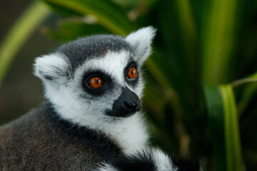 The ring-tailed lemur is a medium- to larger-sized strepsirrhine primate and owing to its long, black-and-white, ringed tail. It belongs to Lemuridae