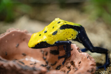 citronella dyeing poison dart frog, predominantly yellow body with black spots or blotches and blue legs