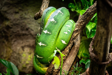 The emerald tree boa is a boa species found in the rainforests of South America