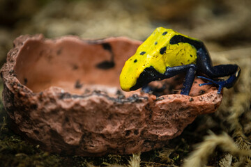 citronella dyeing poison dart frog, predominantly yellow body with black spots or blotches and blue legs