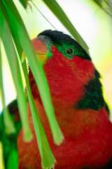 Lorius is a genus of lory in the parrot family Psittaculidae. They have characteristic red plumage with varying amounts of blue, green wings, and in all but one species a black crown