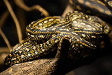 Python snake is a genus of constricting snakes in the Pythonidae family native to the tropics and subtropics of the Eastern Hemisphere