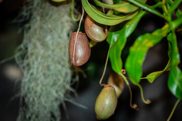 Tropical pitcher plant with many flower cups, carnivorous plant trapping and eating insect
