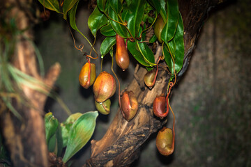 Tropical pitcher plant with many flower cups, carnivorous plant trapping and eating insect