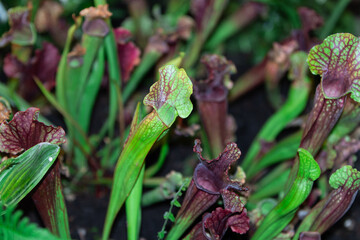 Carnivorous plants are plants that derive some or most of their nutrients from trapping and consuming animals or protozoans, typically insects and other arthropod