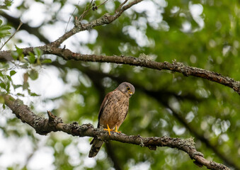 Common Kestrel Perched on Tree Branch in Natural Habitat