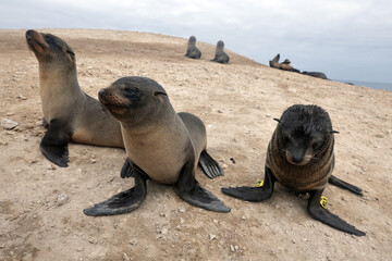 Obraz premium Peru Works to Protect Seabirds Amid Disease and Climate Threats