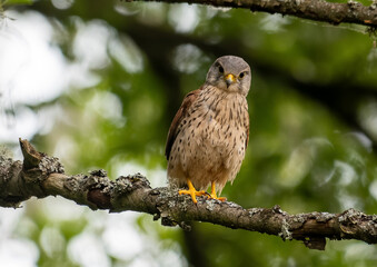 Common Kestrel Perched on Tree Branch in Natural Habitat
