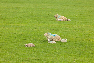 Obraz premium Ewes and lambs resting in a green pasture in spring