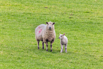 Ewe and lamb standing alert in a grassy spring pasture