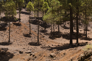 Gran Canaria, July, Young Canary Pines casting very short shadows in midday