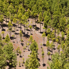 Gran Canaria, July, Young Canary Pines casting very short shadows in midday