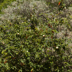 Horticulture of Gran Canaria -  ripening quince fruit on branches background