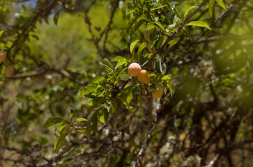 Horticulture of Gran Canaria -  wild or garden escape plums, Prunus domestica 