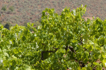 Viticulture of Gran Canaria - old vineyards in July, San Mateo area