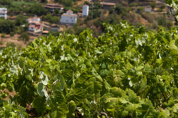 Viticulture of Gran Canaria - old vineyards in July, San Mateo area