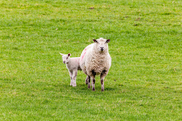 Ewe and lamb standing on green pasture in spring