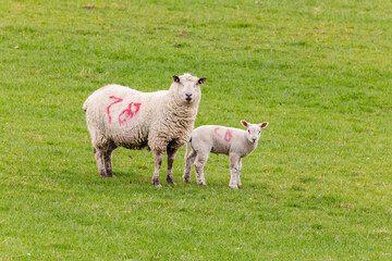 Ewe and lamb marked with red numbers in green pasture