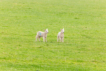 Obraz premium Two spring lambs standing in green field
