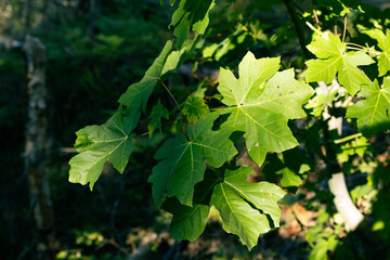 green maple leaves in the sun
