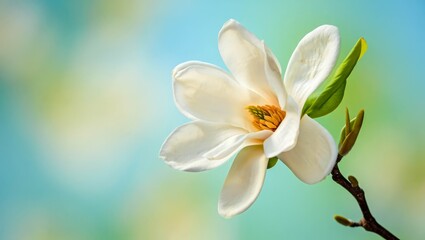 Elegant closeup of a creamy white magnolia flower on a slender branch against a soft blue bokeh background with ample space for text design.