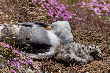 Two seagulls sleeping. Mom and her baby.