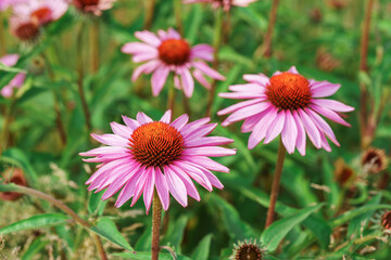 Obraz premium Blooming pink purple echinacea, coneflowers flowers in full summer bloom, standing tall in natural field or garden background. Gardening, plant breeding, medicinal herbs