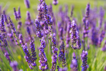Close up, macro view of vibrant purple lavender flowers in soft evening sunlight. Golden light,...