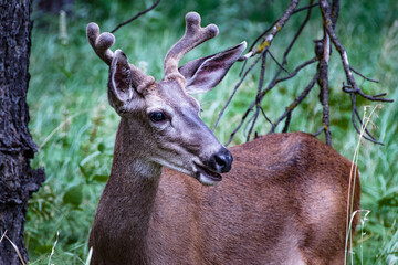 White tailed deer in Yosemite national park