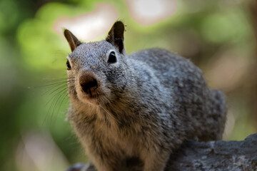Cute and fluffy squirrel in Yosemite national park