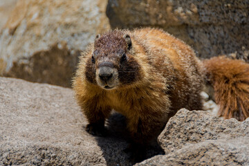Brown and cute marmot in Yosemite national park