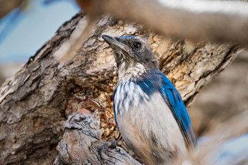 California scrub jay sitting on the tree