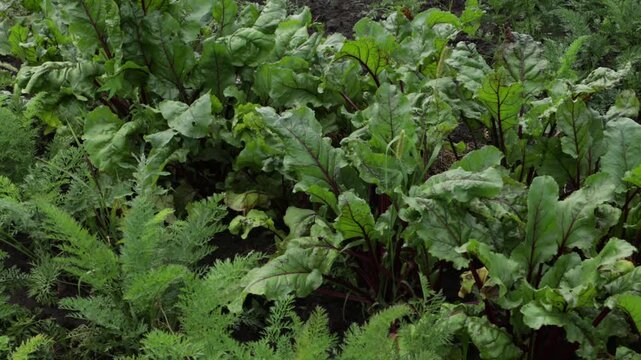 growing organic beets on ground vegetables garden