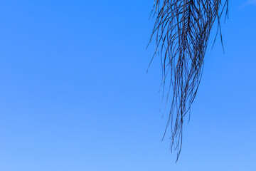 A dry and dark-colored palm leaf hangs delicately from the upper right corner, contrasting with the...