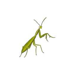 mantis, fine lines, illustration, green tones, insect