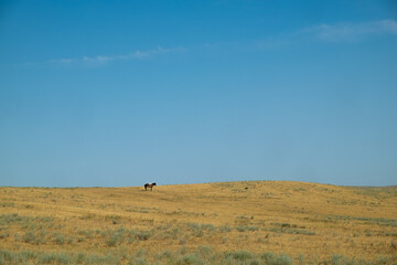 Saddled Horse Grazing in Georgian Steppe