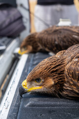  Tagged Juvenile Eagles During Conservation Work