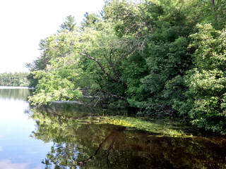 river in the forest