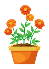 Discover vibrant orange marigold flowers in a pot for home decor and gardening enthusiasts today