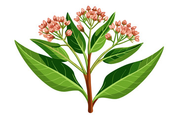 Illustration of milkweed plant with pink flowers and green leaves for botanical design projects