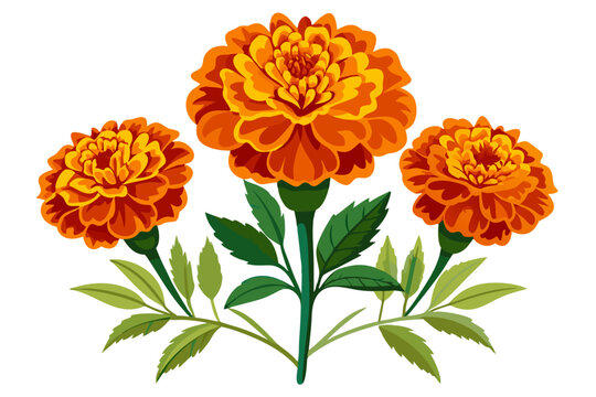 Beautiful marigold flower illustration for garden design and floral arrangements and decoration use