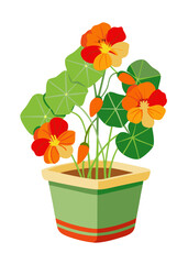 Illustration of nasturtium flowers in pot for gardening and home decor ideas and floral design