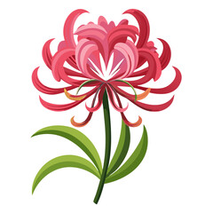 Red spider lily flower vector illustration, botanical art print, floral design element, nature decor