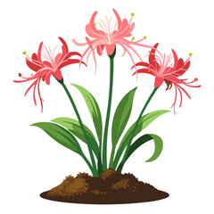 Beautiful red spider lily flowers vector illustration with green leaves and soil drawing art