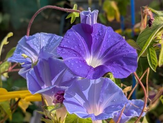 Summer flower is morning glory.