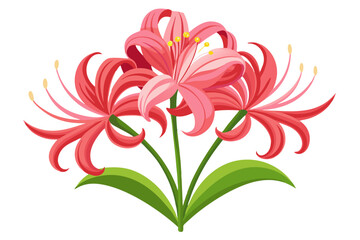 Beautiful pink spider lily flowers vector illustration floral design botanical art isolated image for print