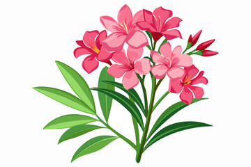 Beautiful pink oleander flower illustration, tropical plant with green leaves and petals design element