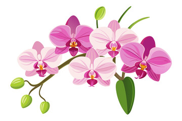 Beautiful phalaenopsis orchid flower vector illustration for botanical design and decoration use
