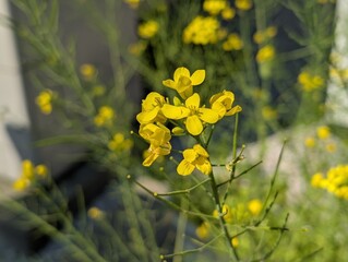 Yellow flowers is blooming.