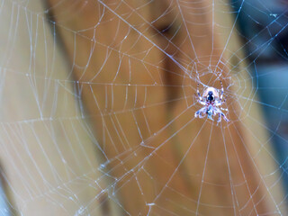 spider web in the morning